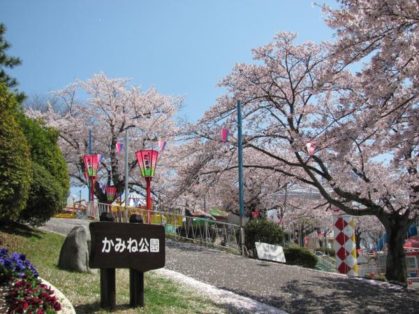 かみね公園（日本のさくら名所100選）04