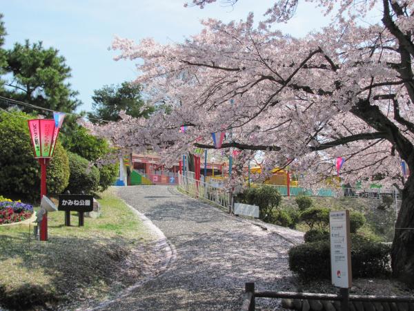 かみね公園（日本のさくら名所100選）01