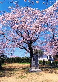 桜塚の桜の木