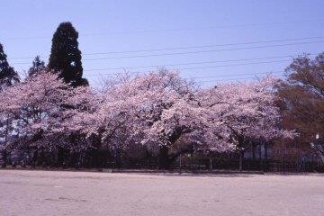 助川小学校の四代桜の木