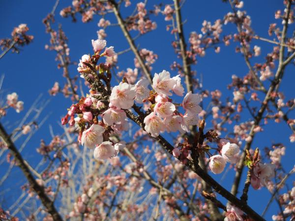 日立紅寒桜02