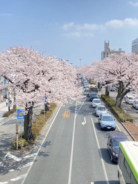 さくらの開花状況（2022年4月8日）11