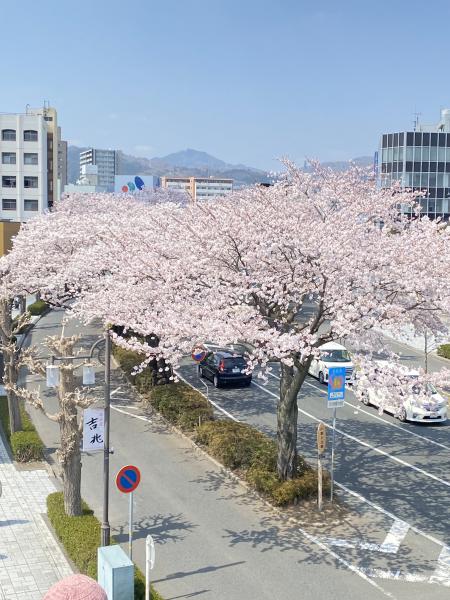 さくらの開花状況（2022年4月8日）12