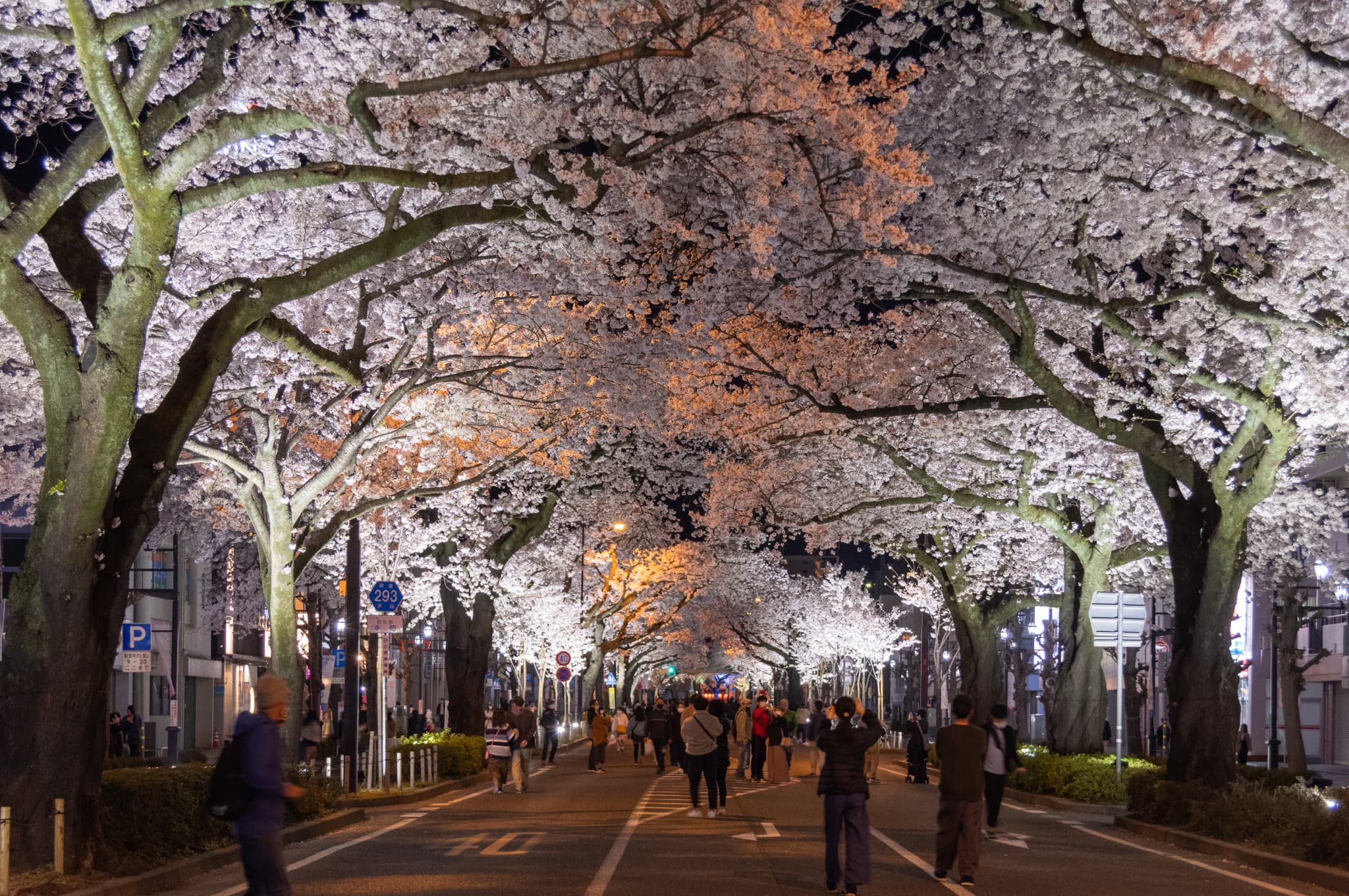 日立さくらまつり 平和通り・かみね公園の夜桜ライトアップ点灯のお知らせの情報