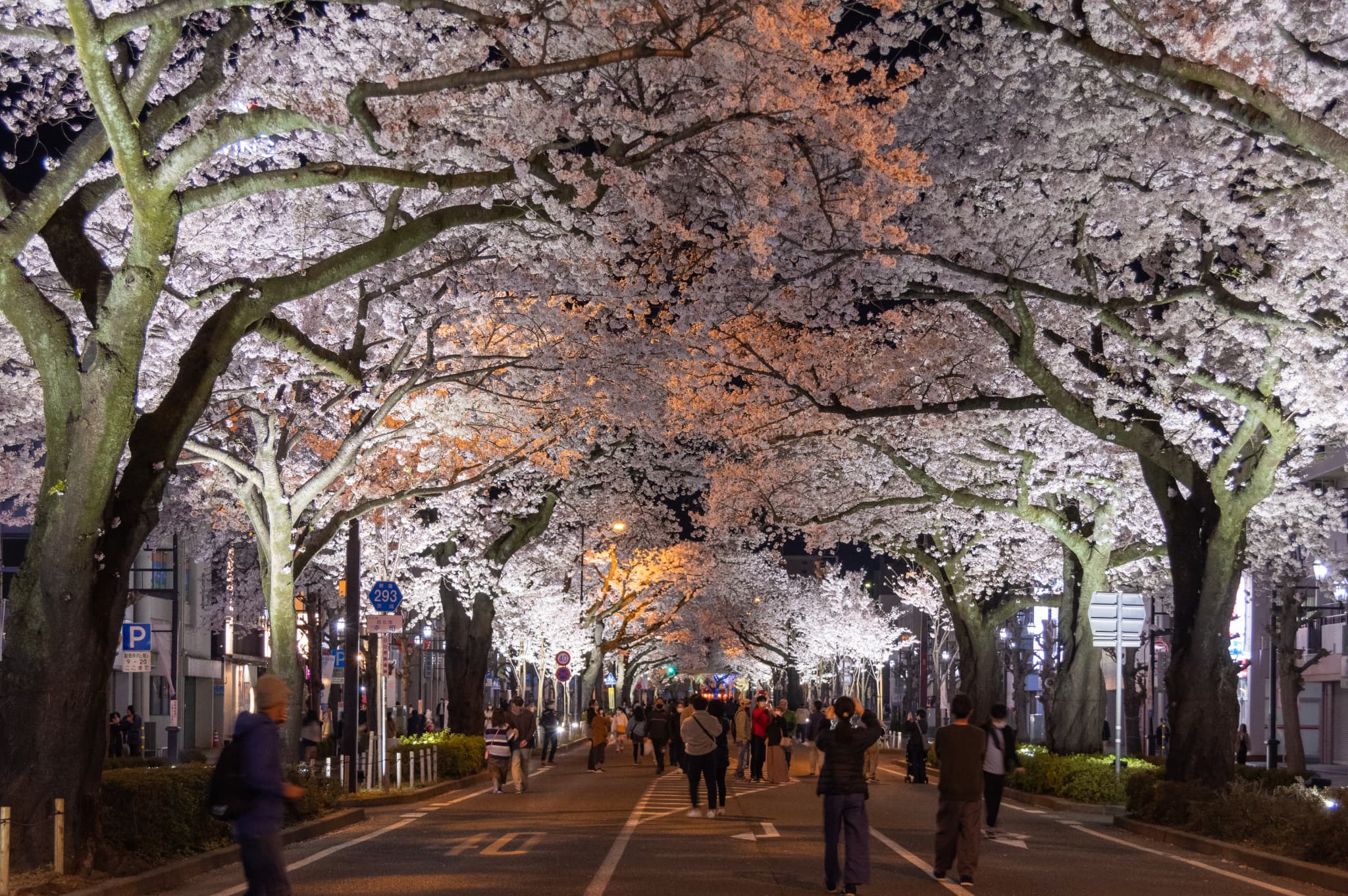 日立さくらまつり 平和通り・かみね公園の夜桜ライトアップについての情報