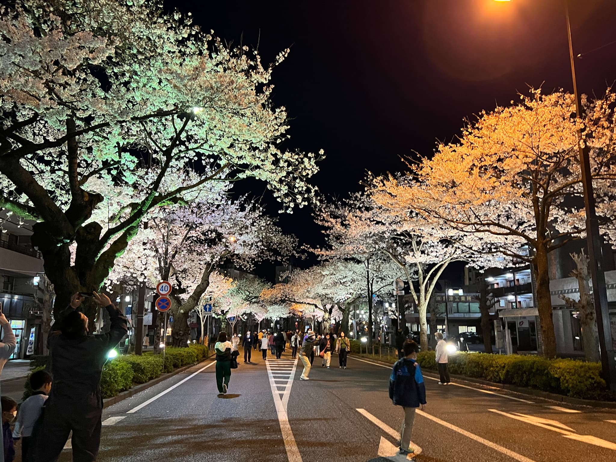 第59回日立さくらまつり 夜間歩行者天国の開催内容についての情報