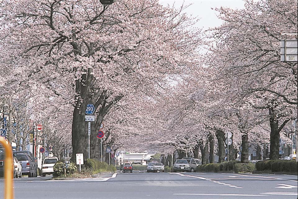 (1)平和通りの桜