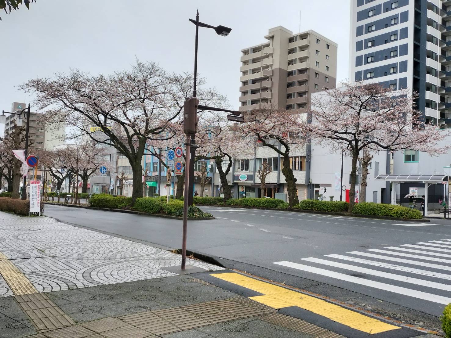 🌸平和通りのさくらは3～4分咲きです🌸の情報