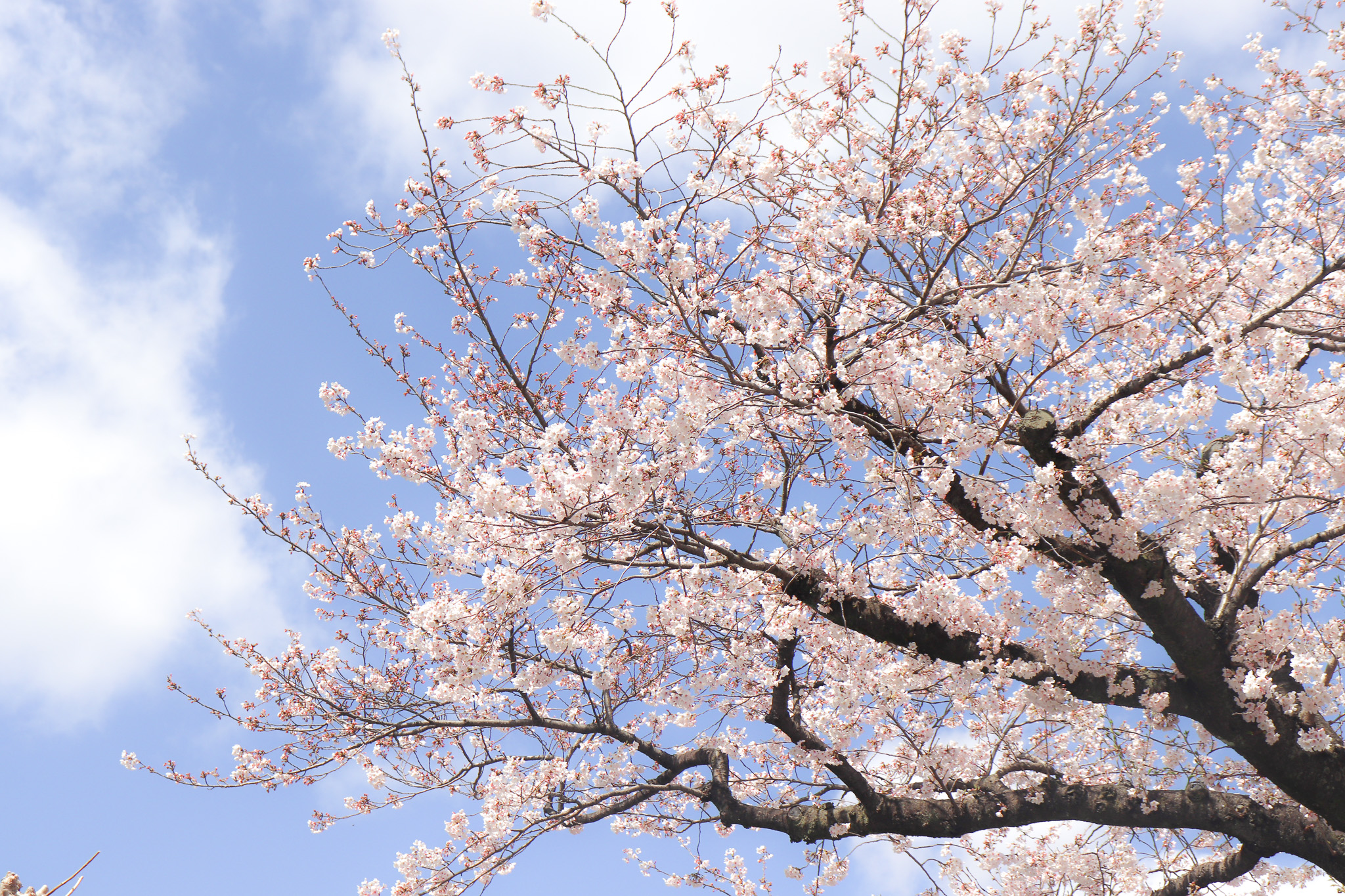 🌸平和通りのさくらが満開です！🌸の情報