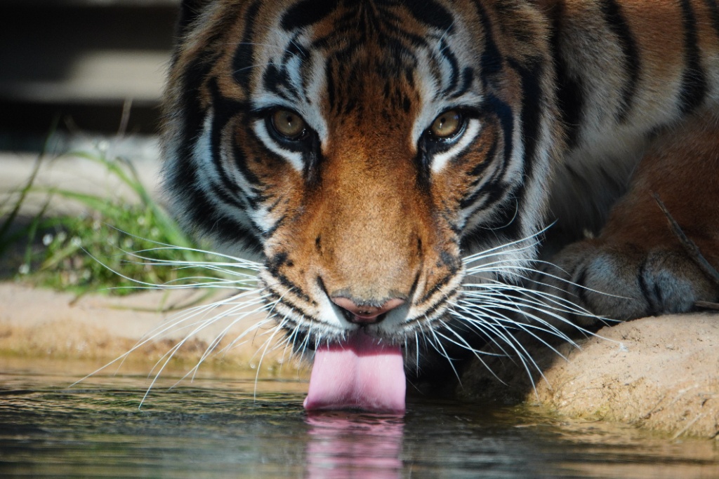 日立市かみね動物園の紹介2